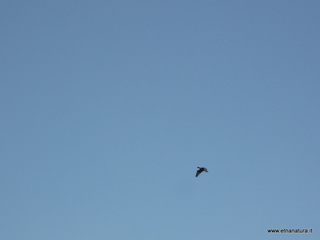 lle del Simeto-24-02-2013 10-07-36